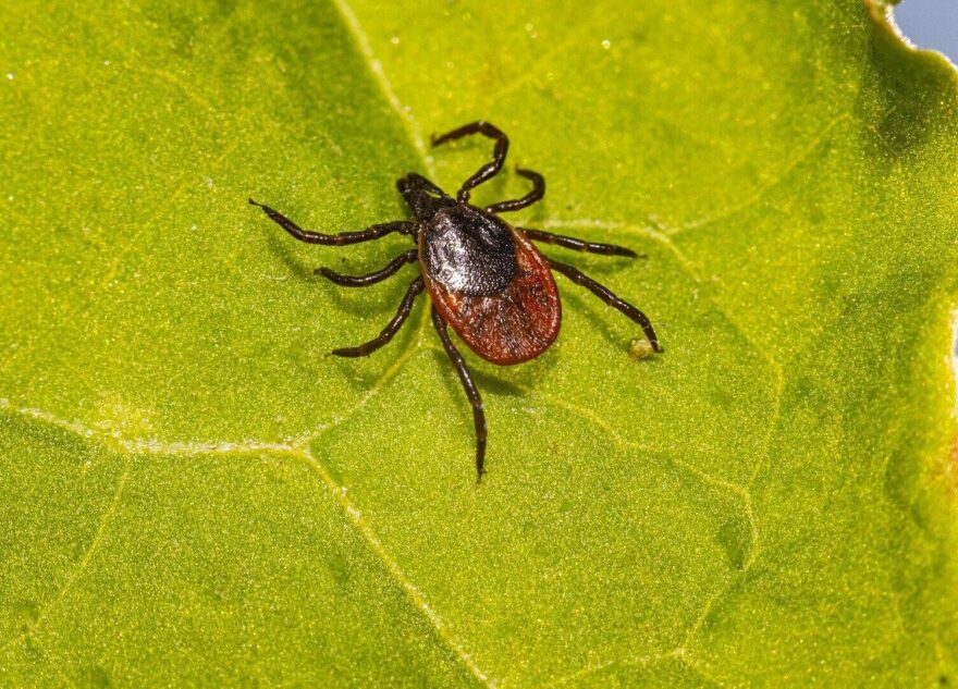 В Тверской области зарегистрировали первый в этом году случай заражения клещевым боррелиозом