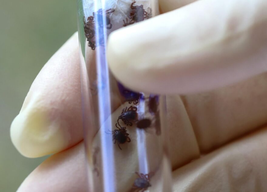 В больницы Тверской области уже обратились первые пострадавшие от клещей