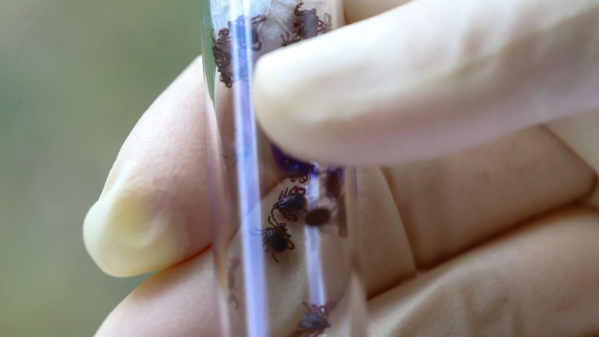 В больницы Тверской области уже обратились первые пострадавшие от клещей