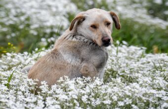 В Тверской области начнется отлов беспризорных собак В Тверской области начнется отлов беспризорных собак