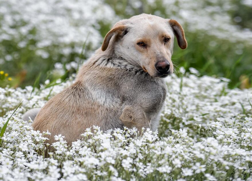 В Тверской области начнется отлов беспризорных собак