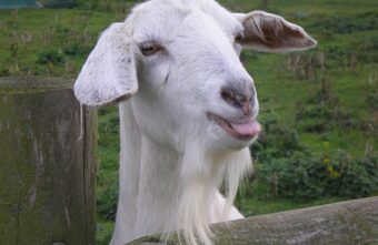 В Тверской области беспризорные козы уничтожают сады и огороды В Тверской области беспризорные козы уничтожают сады и огороды