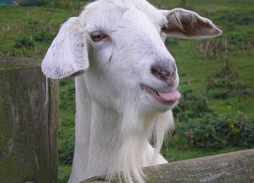 В Тверской области беспризорные козы уничтожают сады и огороды