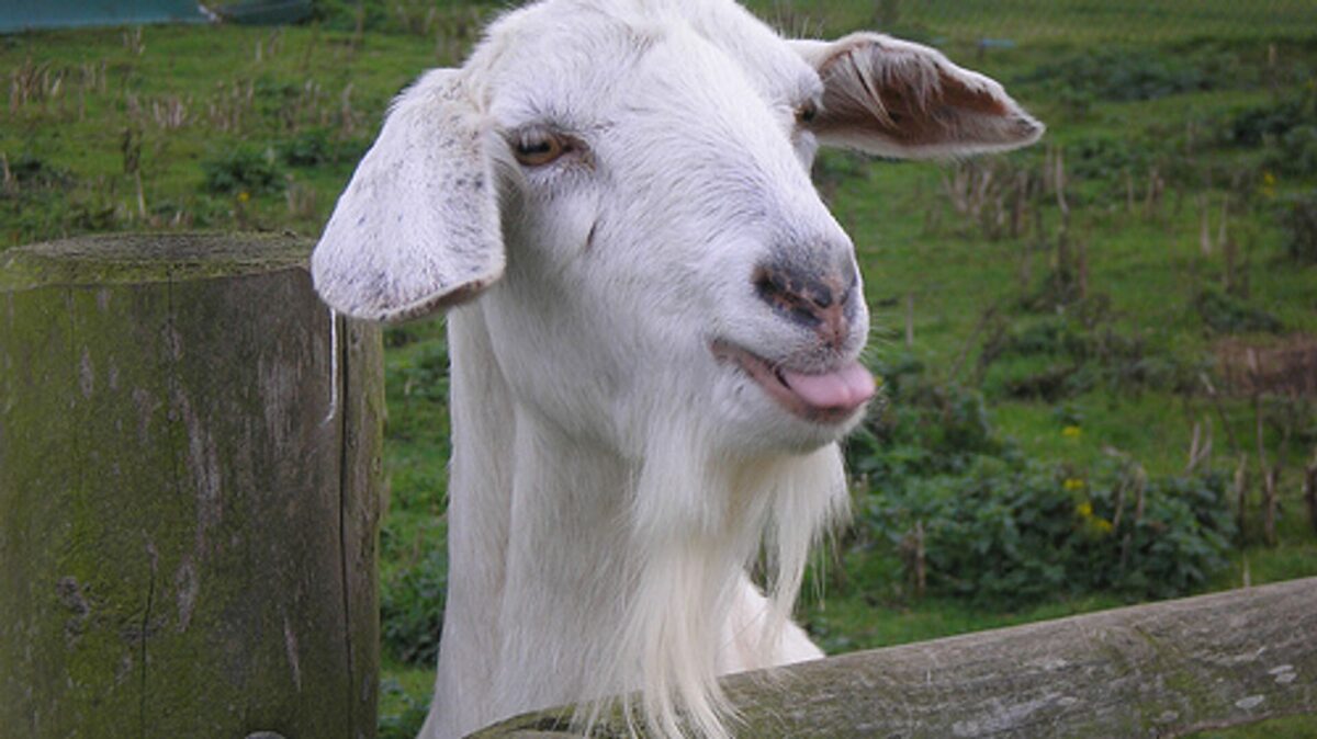 В Тверской области беспризорные козы уничтожают сады и огороды