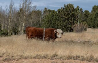 В Тверской области мужчина получил условное за смерть пастуха