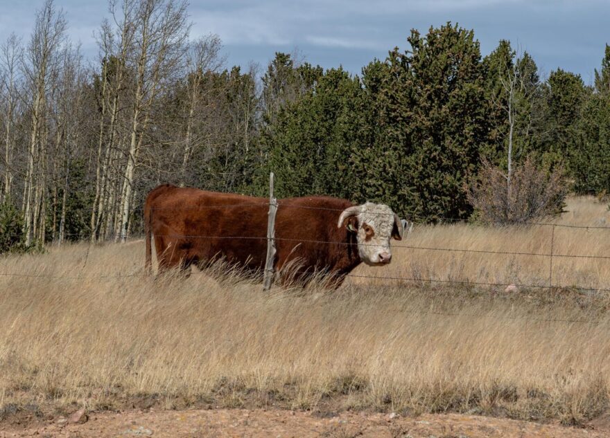 В Тверской области мужчина получил условное за смерть пастуха