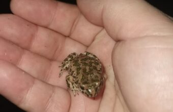 В Твери лягушки исполняют брачное пение