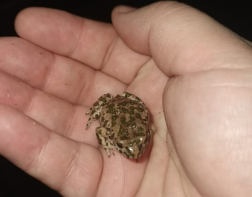 В Твери лягушки исполняют брачное пение