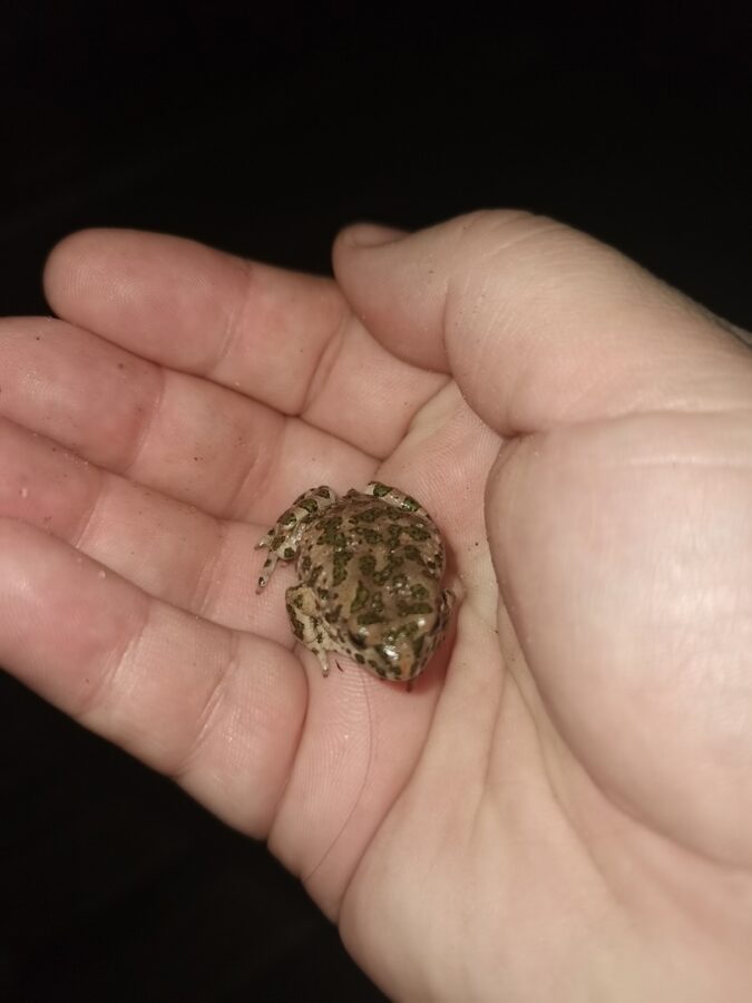 В Твери лягушки исполняют брачное пение