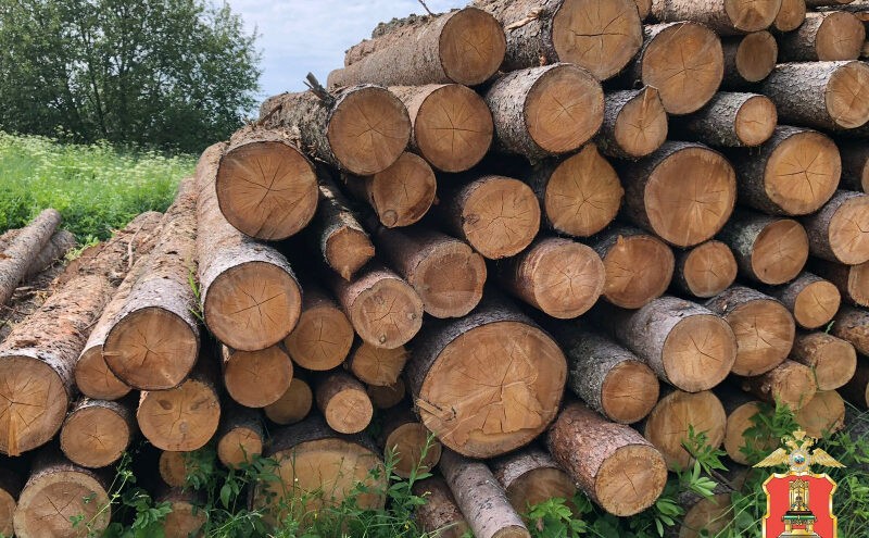 В Тверской области пресекли незаконную рубку деревьев у озера