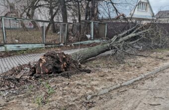 Ураган в Тверской области валил деревья и рвал провода  