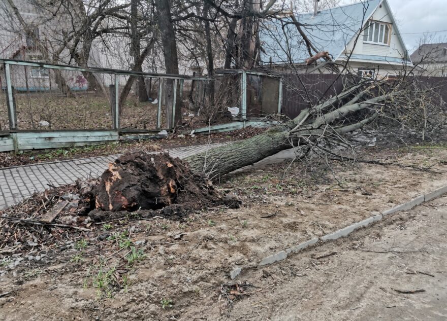 Ураган в Тверской области валил деревья и рвал провода  