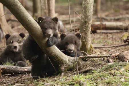 Центр спасения медвежат-сирот в Тверской области стал лауреатом международной премии Центр спасения медвежат-сирот в Тверской области стал лауреатом международной премии