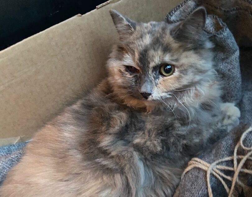 Ночью в Твери нашли сбитую автомобилем кошку