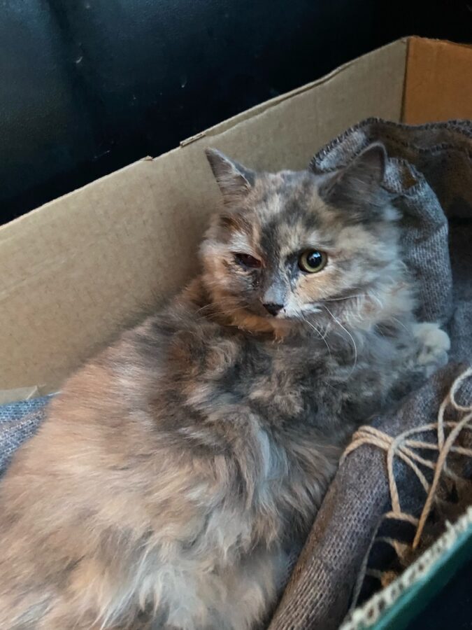 Ночью в Твери нашли сбитую автомобилем кошку