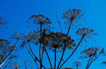 Жителей Тверской области предупредили о крупных штрафах за борщевик