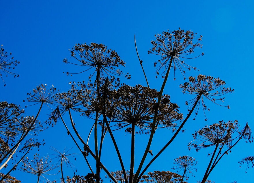 Жителей Тверской области предупредили о крупных штрафах за борщевик