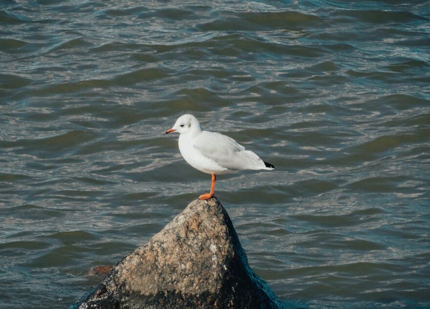 Специалисты Тверской испытательной лаборатории диагностировали инфекционное заболевание в образцах биоматериала синантропных птиц