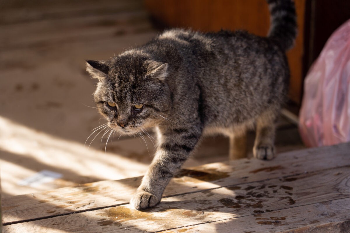 Аномальное потепление в Тверской области продлится недолго