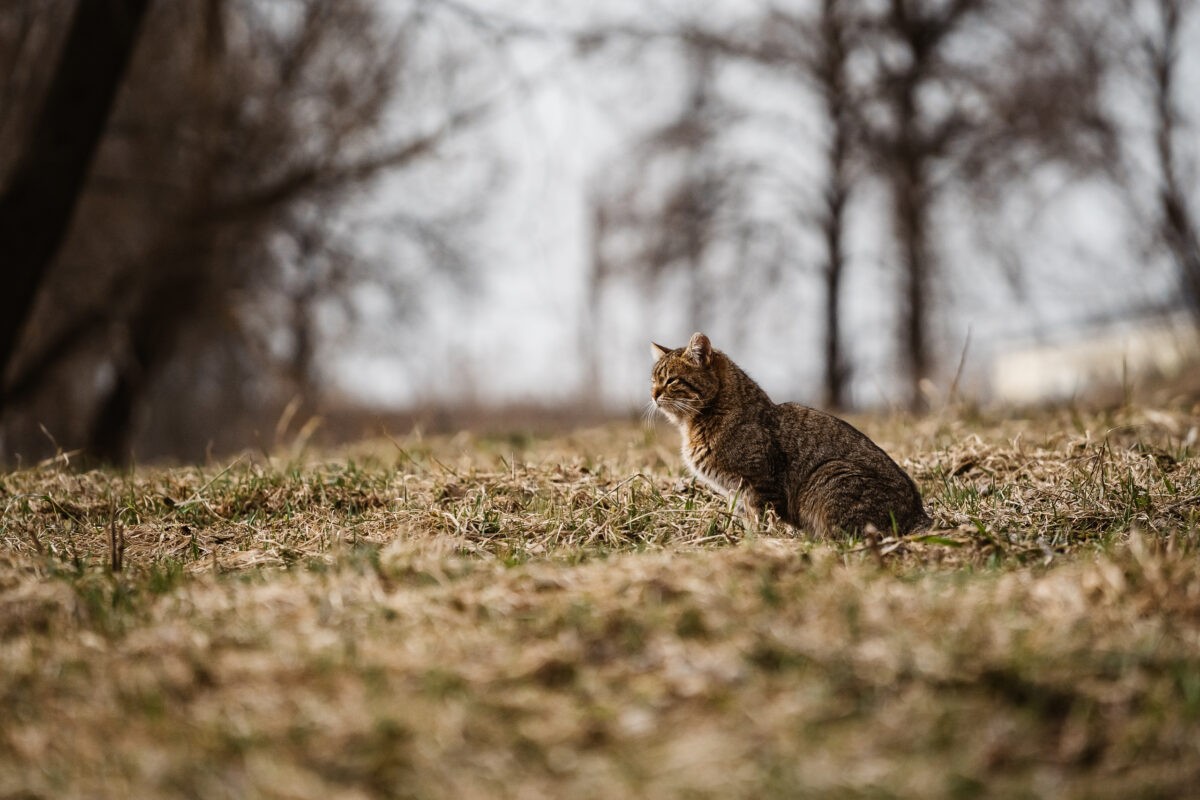 В ночь на четверг в Тверской области ударит холод