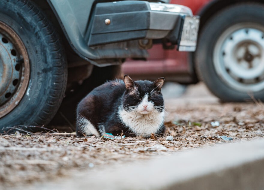 Эксперт рассказал, какие машины с механикой лучше не покупать