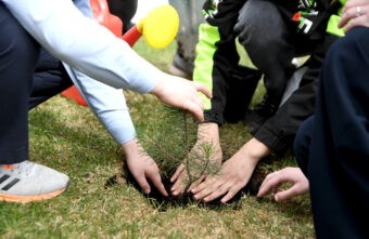 В Твери высадили крымскую сосну, подаренную Тверской области В Твери высадили крымскую сосну, подаренную Тверской области