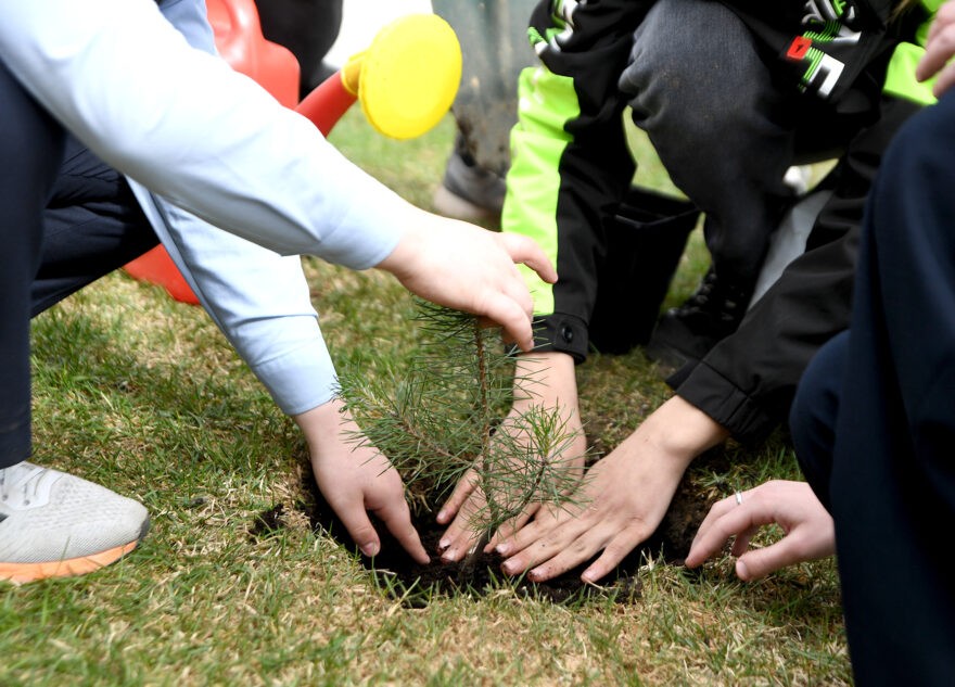 В Твери высадили крымскую сосну, подаренную Тверской области