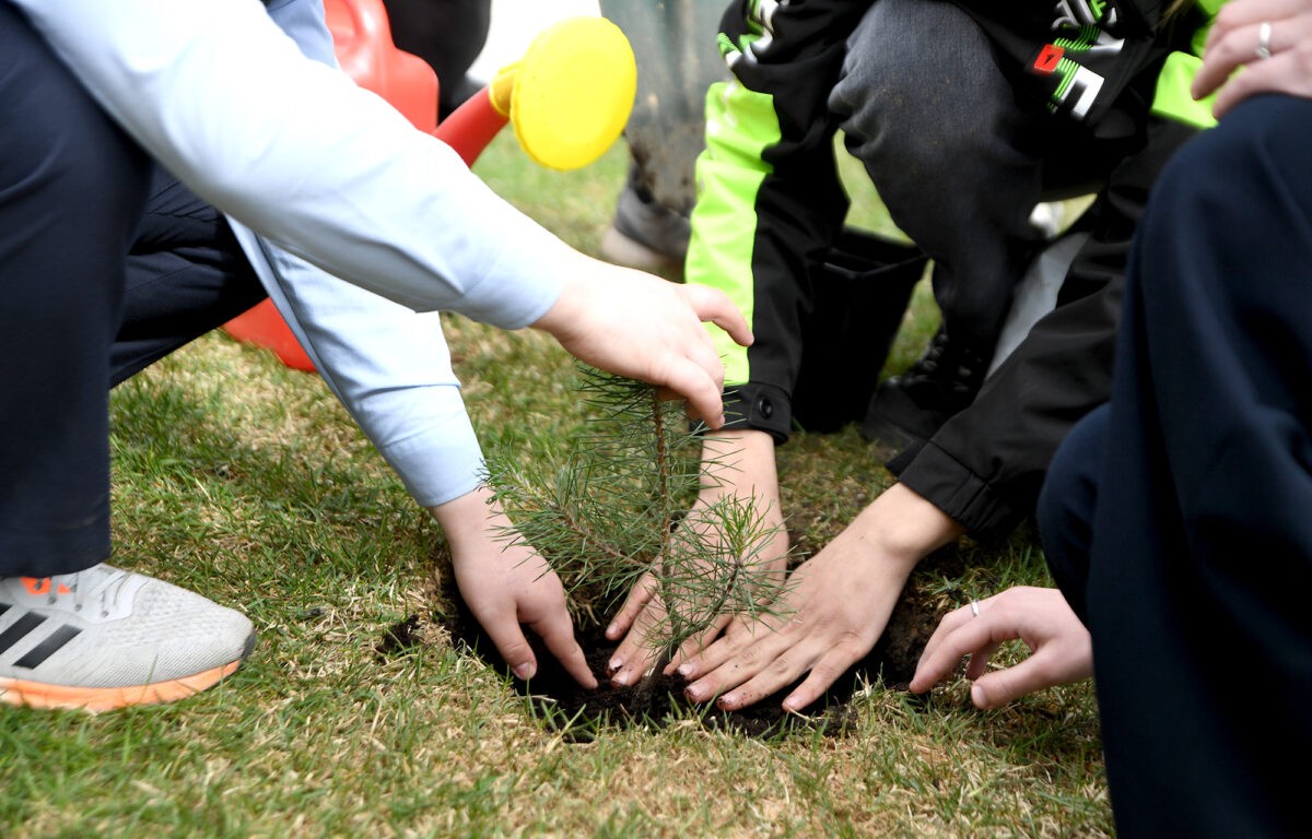 В Твери высадили крымскую сосну, подаренную Тверской области