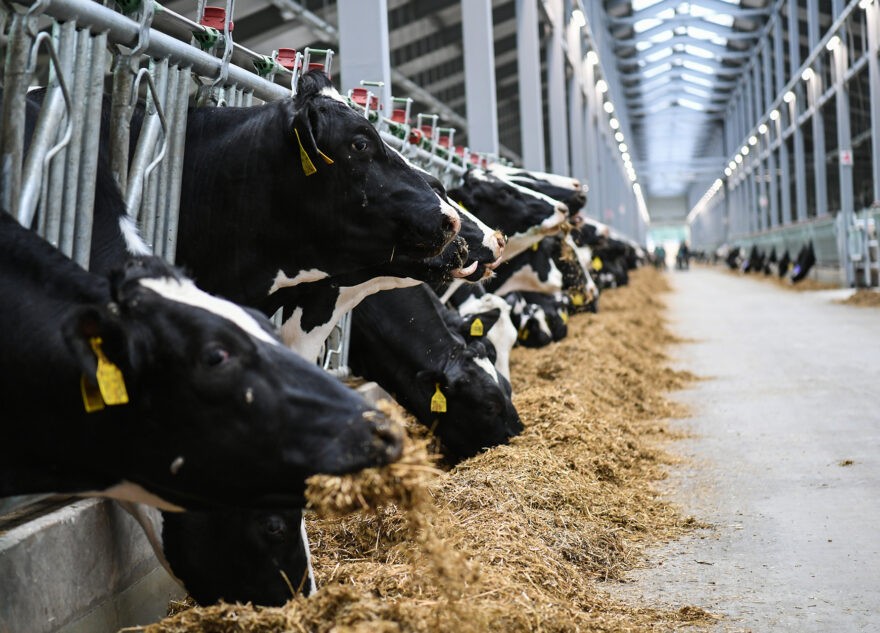 В Тверской области растет производство мяса и молока