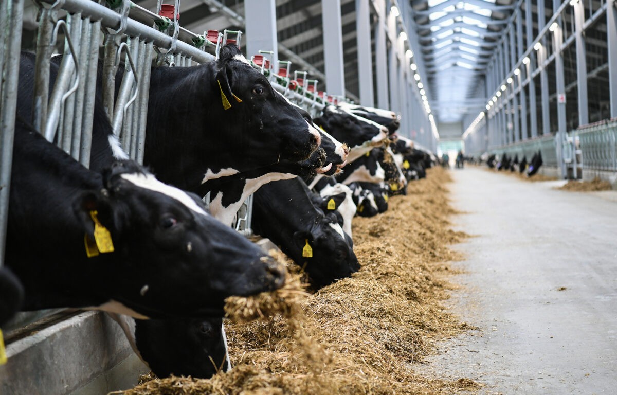 В Тверской области растет производство мяса и молока