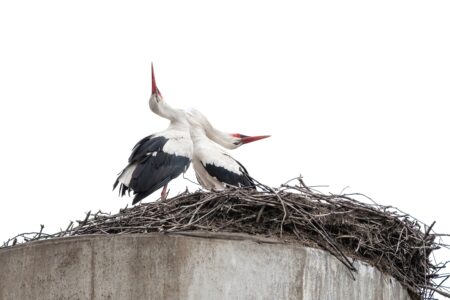 Домой в Тверскую область возвращаются аисты