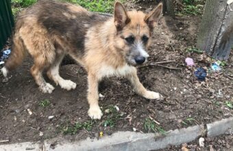 В Твери "Хатико" ждет своего хозяина на улице В Твери "Хатико" ждет своего хозяина на улице