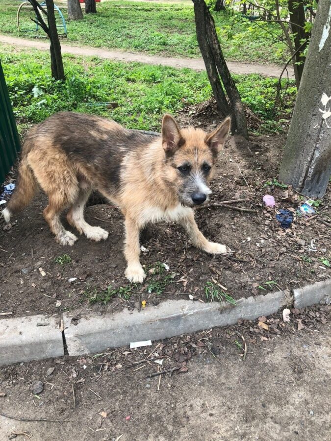 В Твери "Хатико" ждет своего хозяина на улице