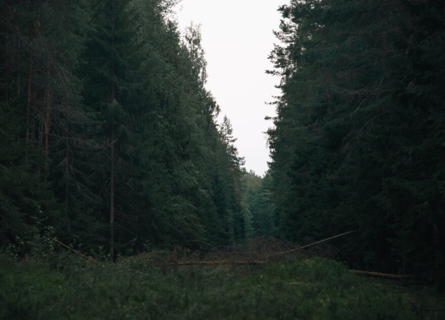 Глава СК России поставил на контроль ход проверки по сообщению о вырубке деревьев в Тверской области