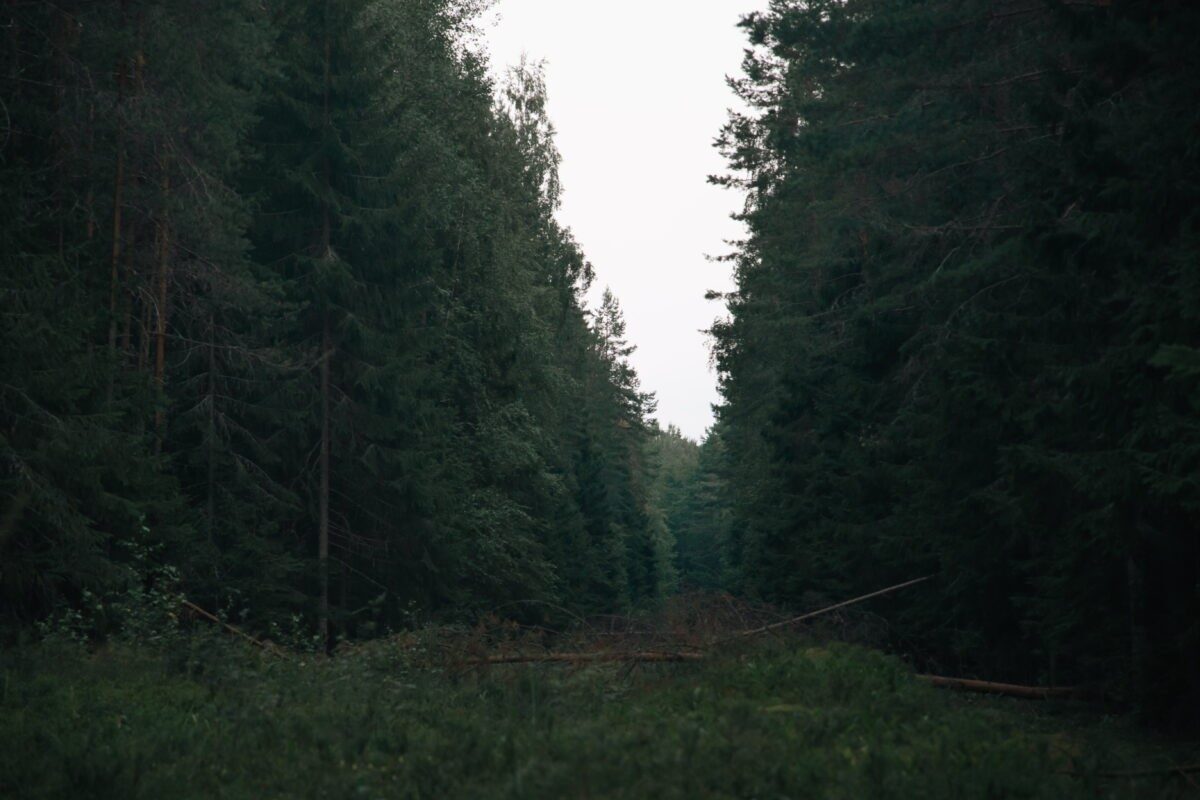 Глава СК России поставил на контроль ход проверки по сообщению о вырубке деревьев в Тверской области