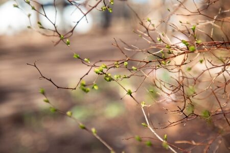 Аномально тёплая весна в Тверской области продолжается