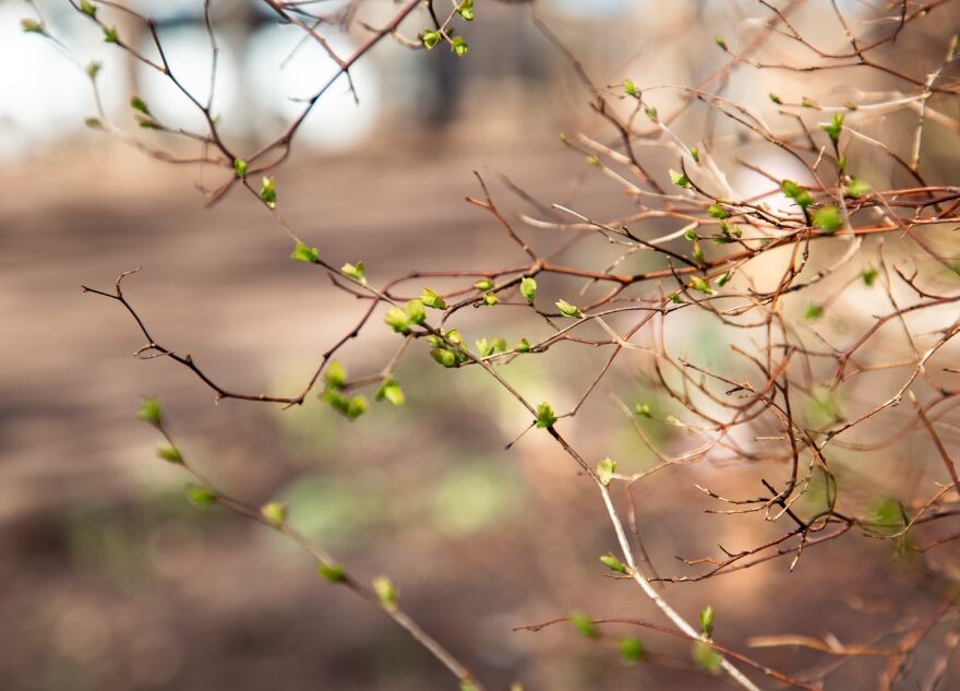 Аномально тёплая весна в Тверской области продолжается