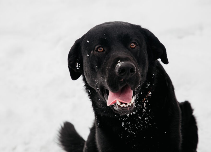 В Тверской области мальчик получил с администрации деньги за укус собаки