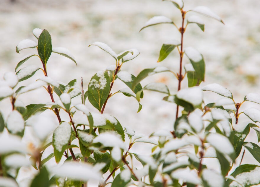 В выходные в Тверскую область вернется зима
