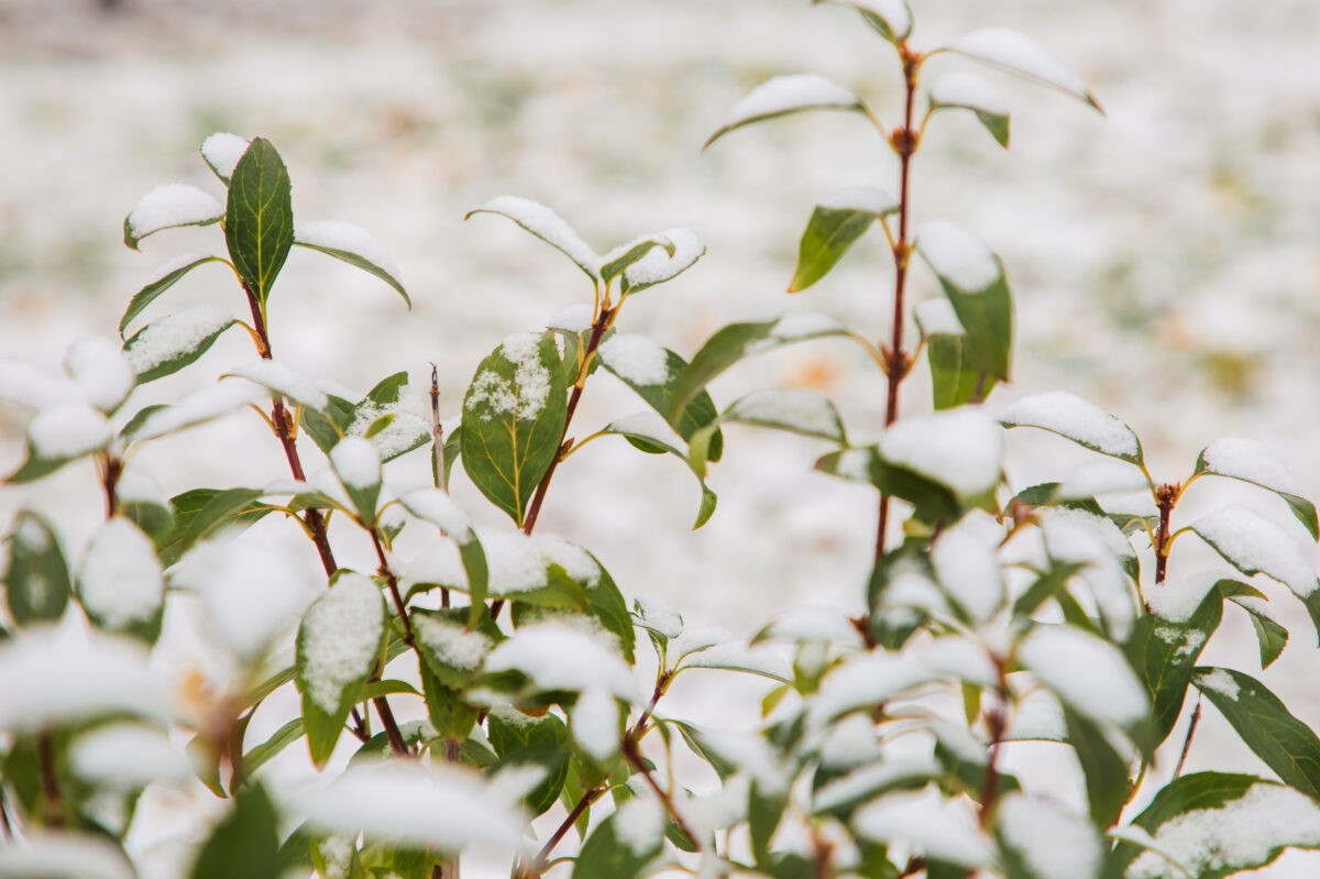 В выходные в Тверскую область вернется зима