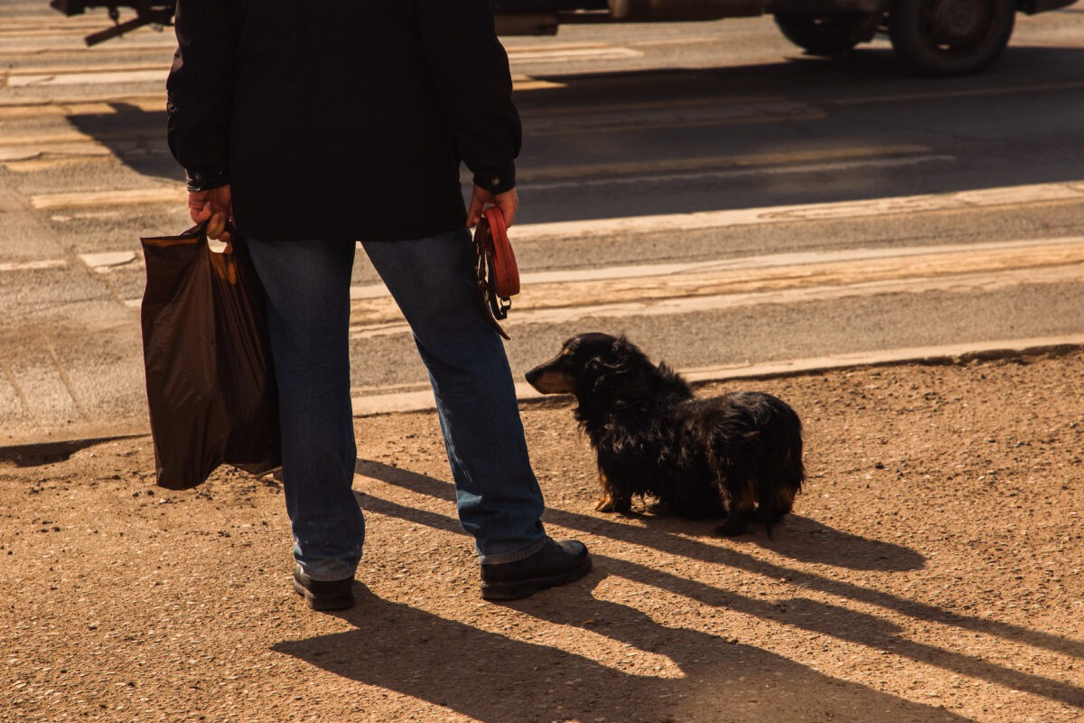В Твери за один день выявили 8 случаев заражения пироплазмозом у собак В Твери за один день выявили 8 случаев заражения пироплазмозом у собак