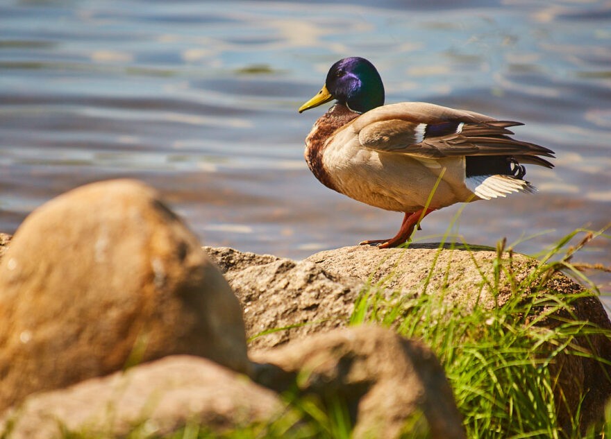 Апрельская жара возвращается в Тверскую область