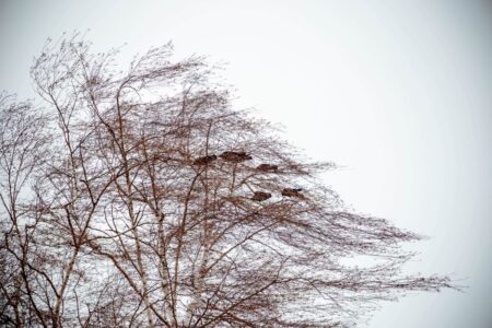 Сильный ветер надвигается на Тверскую область Сильный ветер надвигается на Тверскую область