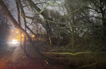 Тверских водителей предупредили об упавшем на дорогу дереве