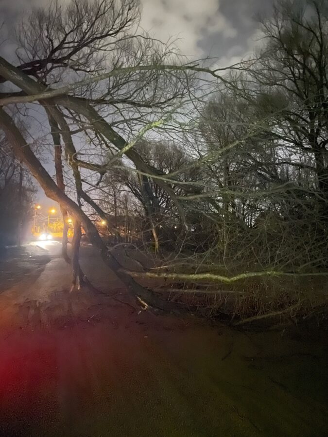 Тверских водителей предупредили об упавшем на дорогу дереве