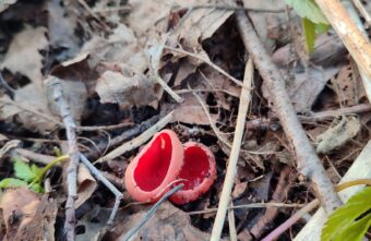 В Тверской области появились первые весенние грибы