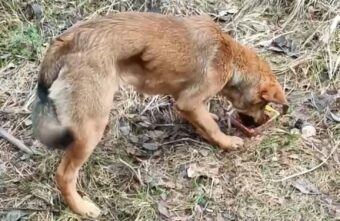 В Твери ищут дом для собаки, брошенной в лесу