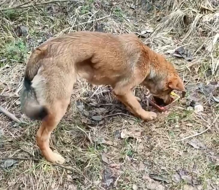 В Твери ищут дом для собаки, брошенной в лесу