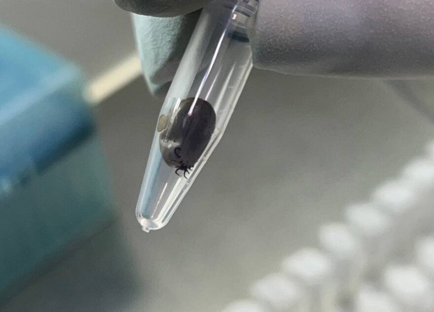 В тверском медцентре обнаружили 9 клещей с боррелиозом