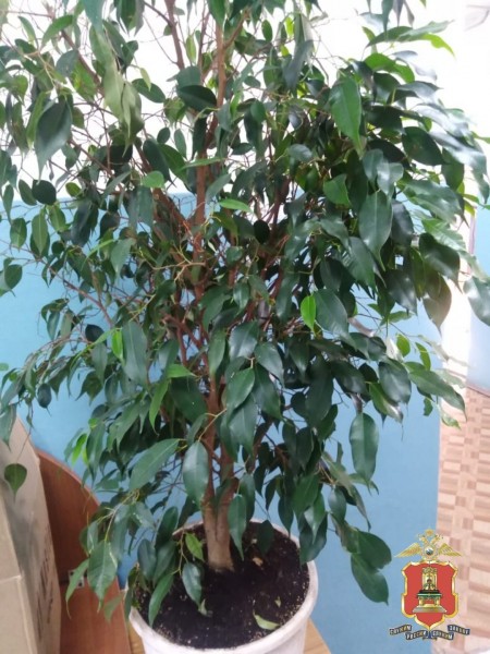 В Тверской области женщина отправилась в полицию искать украденный фикус